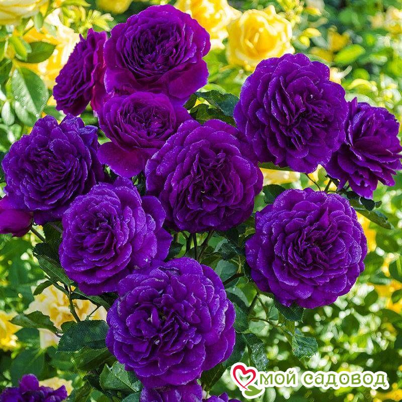 Фотографии в саду